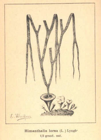 Image of Himanthaliaceae