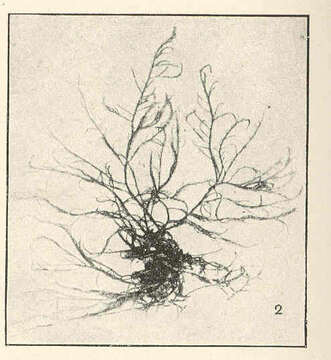 Image of <i>Hypnea musciformis</i> (Wulfen) Lamouroux