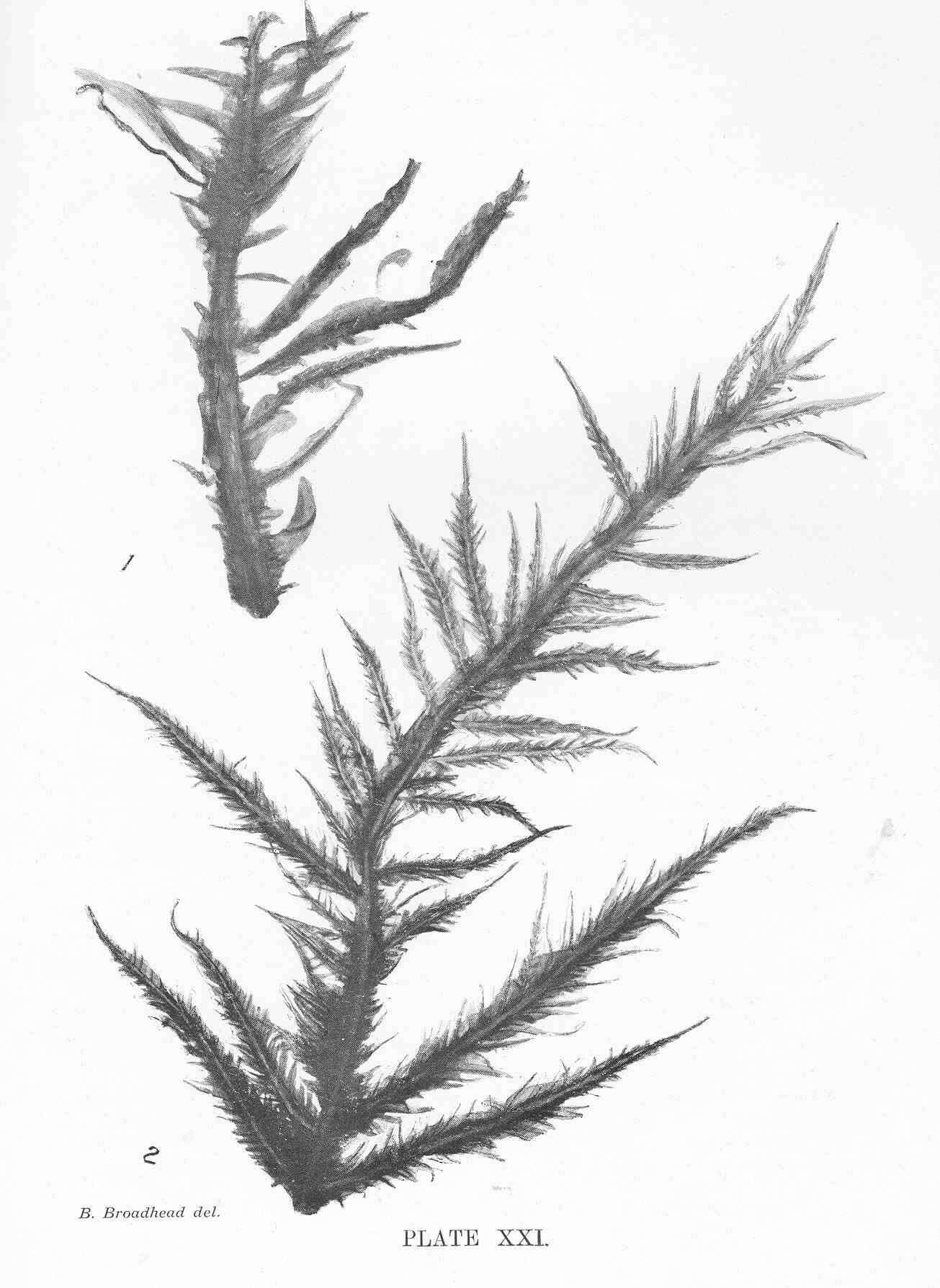 Image of Hypoglossum Kützing 1843