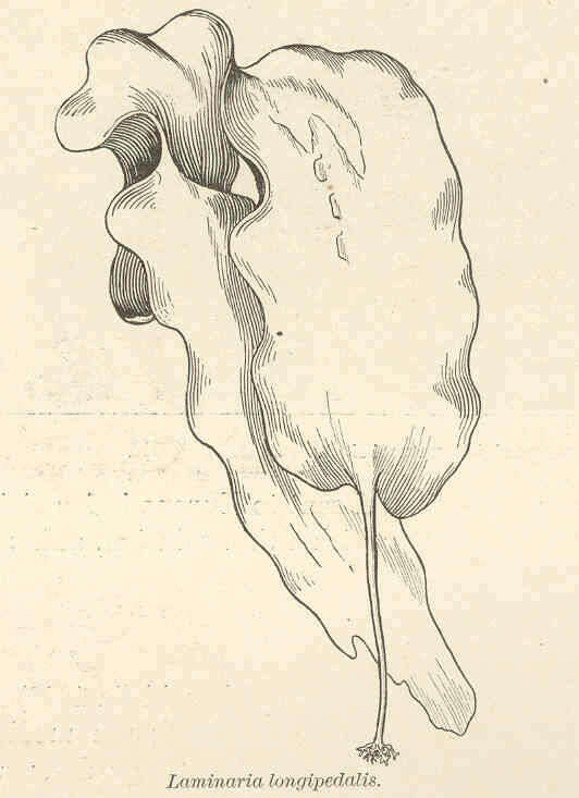 Image of Saccharina longipedalis