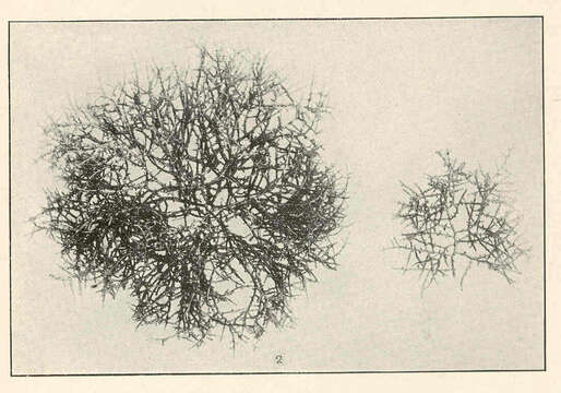 Plancia ëd Florideophycidae Cronquist 1960