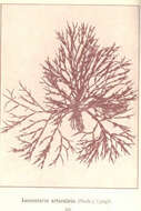 Image of Lomentariaceae