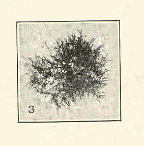 Image of Lomentariaceae