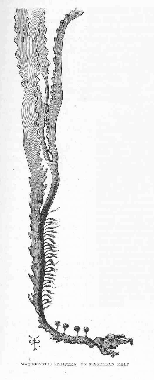 Image of <i>Macrocystis pyrifera</i> (Linnaeus) Agardh