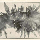 Image of <i>Halymenia duchassaingii</i> (J. Agardh) Kylin 1932