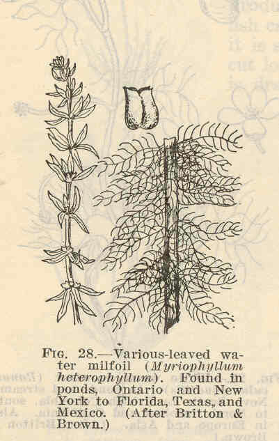 Image of water milfoil family