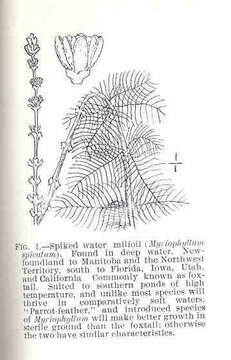 Image of water milfoil family