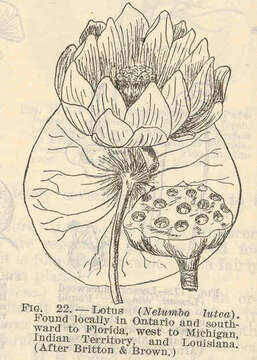 Image of lotus