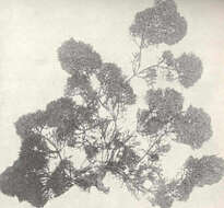 Image of plants