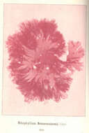 Imagem de Haraldiophyllum A. D. Zinova 1981