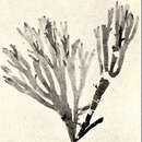 Image of Cryptopleura ramosa