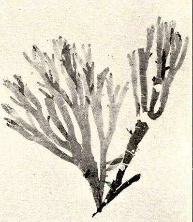 Image of Cryptopleura Kützing 1843