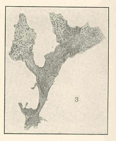 Image of Calonitophyllum