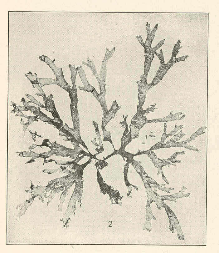 Imagem de Calonitophyllum