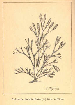 Image of Pelvetia Decaisne & Thuret 1845