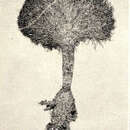 Image of <i>Penicillus dumentosus</i>