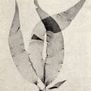 Image of <i>Petalonia fascia</i> Mull.