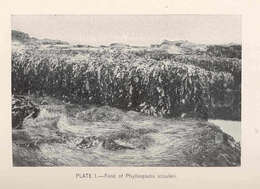Image of surfgrass