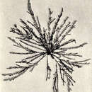 Imagem de Symphyocladia dendroidea