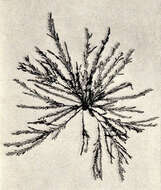 Image of Pterosiphonieae
