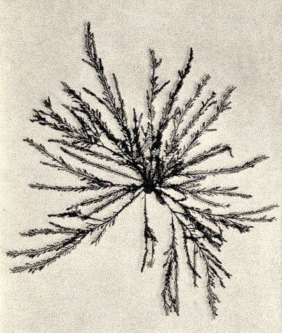 Image de Pterosiphonieae