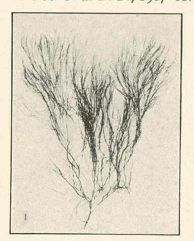 Image of Polysiphonia denudata