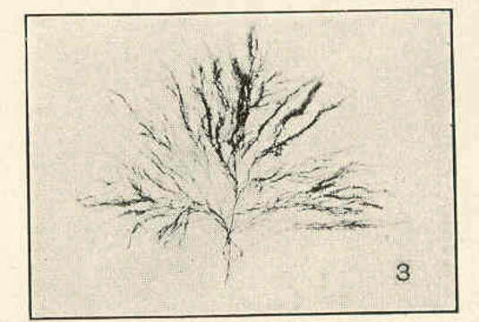 Image of Polysiphonia havanensis Montagne 1837