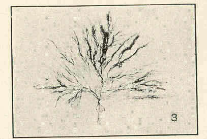 Image of Polysiphonia havanensis Montagne 1837
