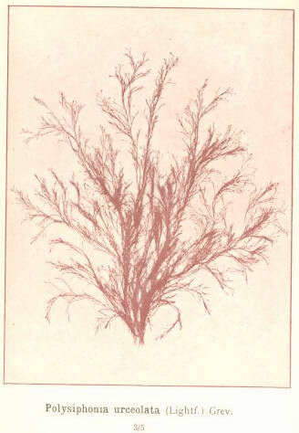 Слика од Polysiphonia urceolata