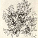 Image of Pterochondria woodii