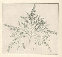 Image of Polysiphonia denudata