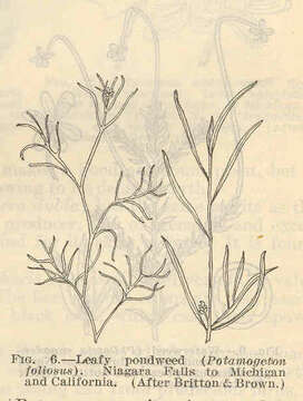 Image of pondweed