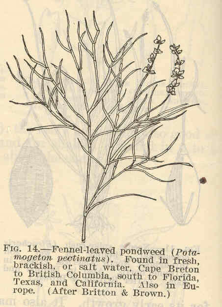 Image of pondweed