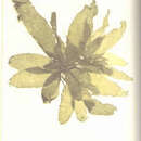 Image of Punctaria latifolia