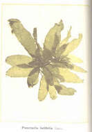 Image of Punctaria Greville 1830