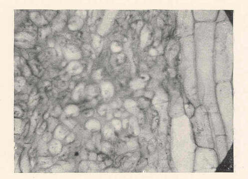 Image of <i>Renfrewia parvula</i> Griggs