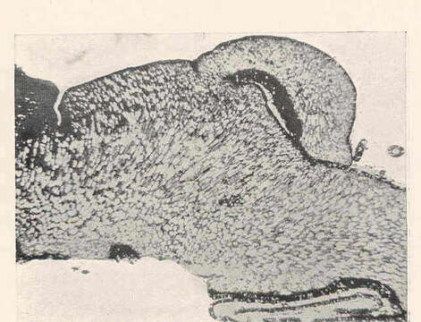 Image of <i>Renfrewia parvula</i> Griggs