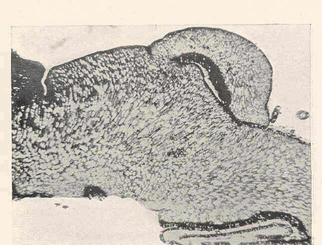 Image of <i>Renfrewia parvula</i> Griggs