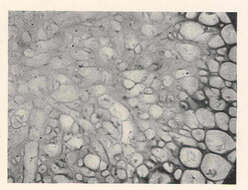 Image of <i>Renfrewia parvula</i> Griggs