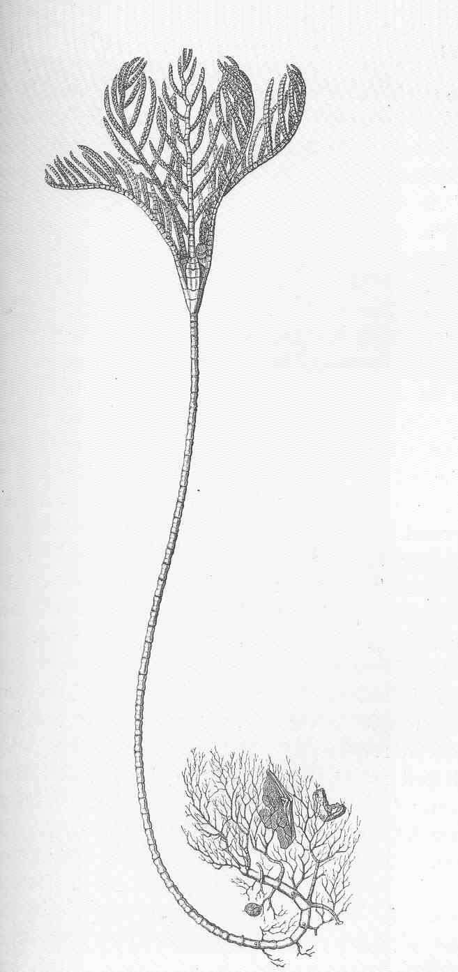 Image of echinoderms
