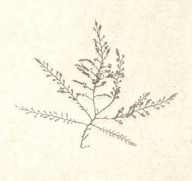 Image of Odonthalia Lyngbye 1819