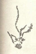 Image of Neorhodomela Masuda 1982