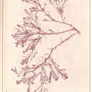 Image of Rhodomela lycopodioides