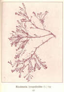 Image of Rhodomela C. Agardh 1822