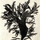Image of <i>Rhodophyllis dichotoma</i>