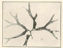 Image de Rhodymeniaceae