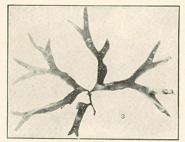 Image of Rhodymeniaceae