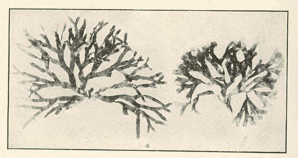 Image of Rhodymeniaceae