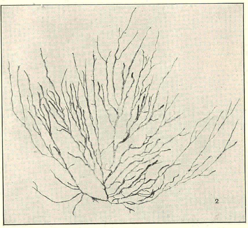 Image of Scytosiphonaceae