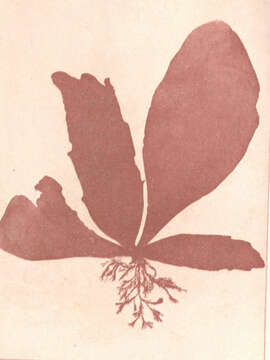 Image of Dumontiaceae